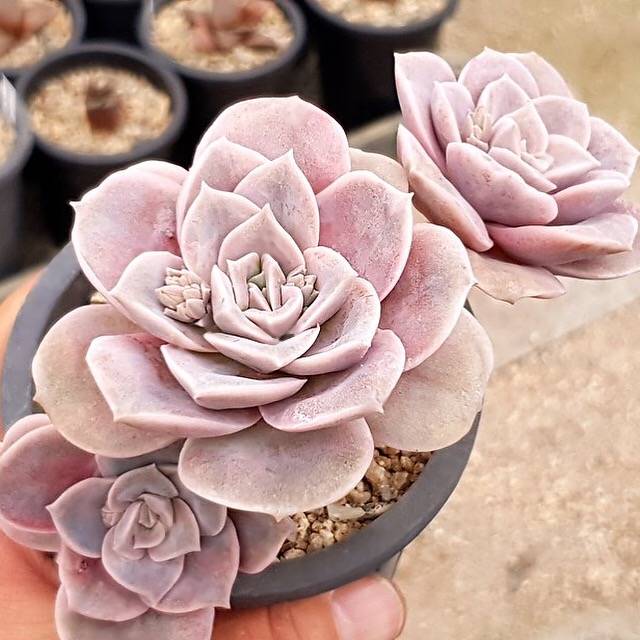 lovely rose succulent propagation PRESALE Echeveria Lovely Rose, (Not so Random) – Cedar Creek Farmhouse