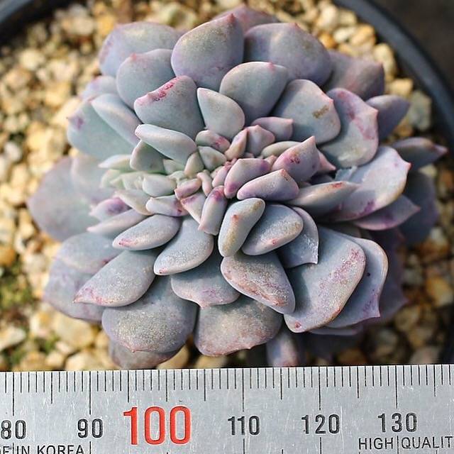 SPECIAL!! JUST CART!! PRESALE Echeveria Pulvinata Cristata ***Last one for tonight :(