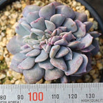 SPECIAL!! JUST CART!! PRESALE Echeveria Pulvinata Cristata ***Last one for tonight :(