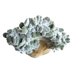 The GOOD, The BAD and The UGLY SALE! Echeveria Frosty, Cristata