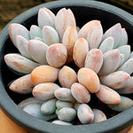 PRESALE Echeveria Venus, (Not So Random)