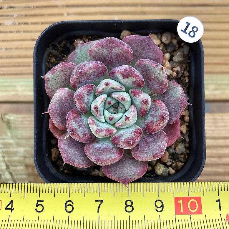 SPECIAL!! JUST CART!! Echeveria Sarahime, (Not so Random)