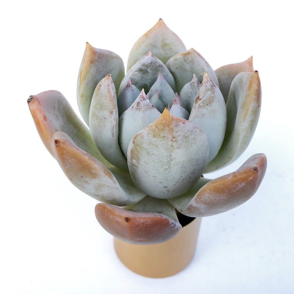 SALE! Echeveria Colorata