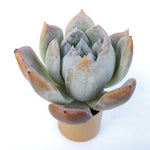 SALE! Echeveria Colorata