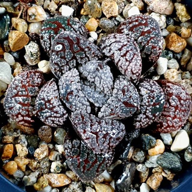 Haworthia Blue Diamond, (Video)