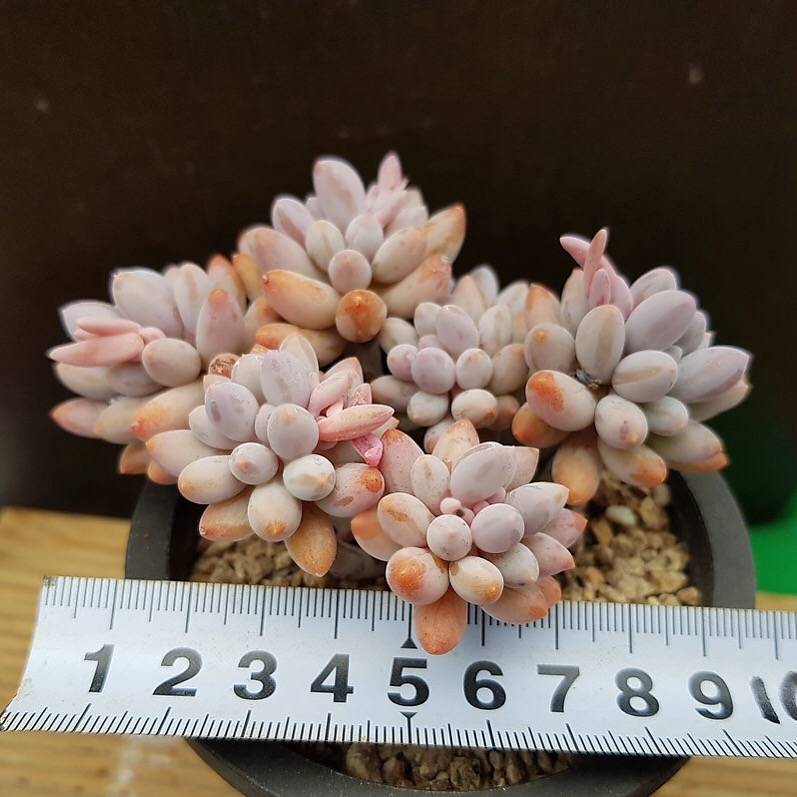 PRESALE Pachyphytum Machucae 'Baby Fingers,' (Random)