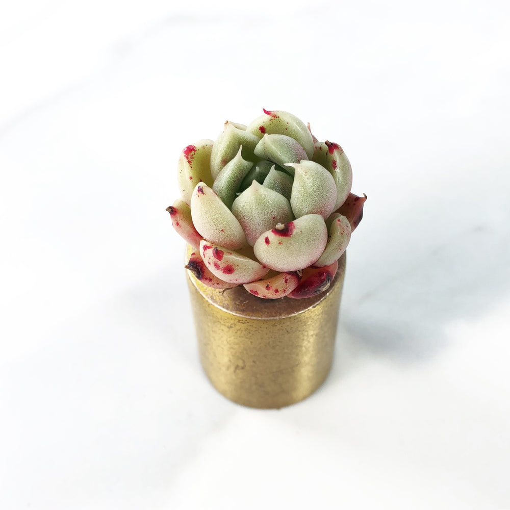 Echeveria Sp. (Small)