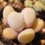 PRESALE Pachyphytum Beauty, (Random)