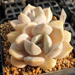 MOTHER'S DAY WEEKEND FLASH SALE! PRESALE Echeveria Tiramisu, (Random)