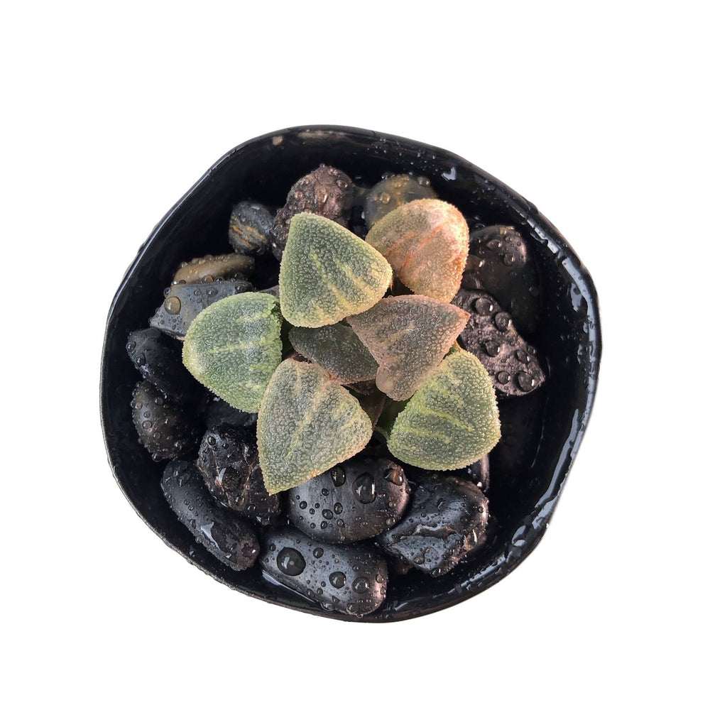 Haworthia Pygmaea Hybrid, (Video)