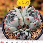 PRESALE Echeveria Momotarou, Cluster
