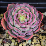 PRESALE Echeveria Sierra, (Random)