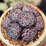 PRESALE Echeveria Sierra Cluster., (Not so Random)