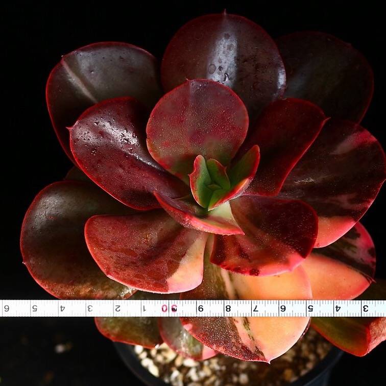 PRESALE Echeveria Pre Madonna, Large, (Not so Random)