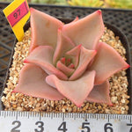 PRESALE Echeveria Madiba, (Random)