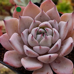 PRESALE Echeveria Largea, (Random)