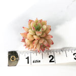 SPECIAL! JUST CART! Echeveria Mebina Cluster