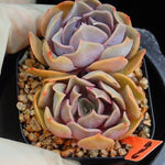 PRESALE Echeveria Keys, (Random)