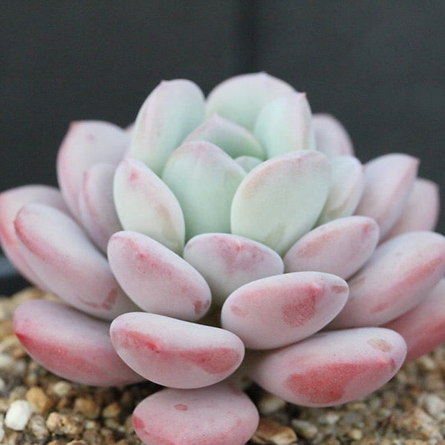 FLASH SALE! PRESALE Echeveria Ice Cream, (Random)