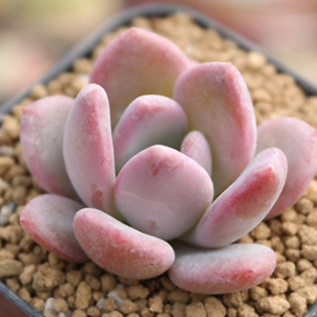 PRESALE Echeveria Pink Door, (Random)