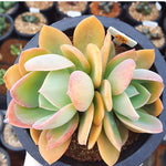 PRESALE Echeveria Silk Veil, (Random)