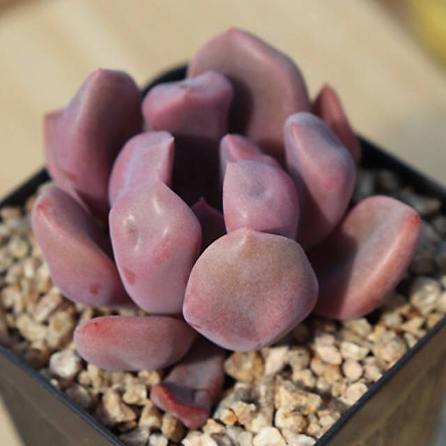 PRESALE Echeveria Cupid, (Random)