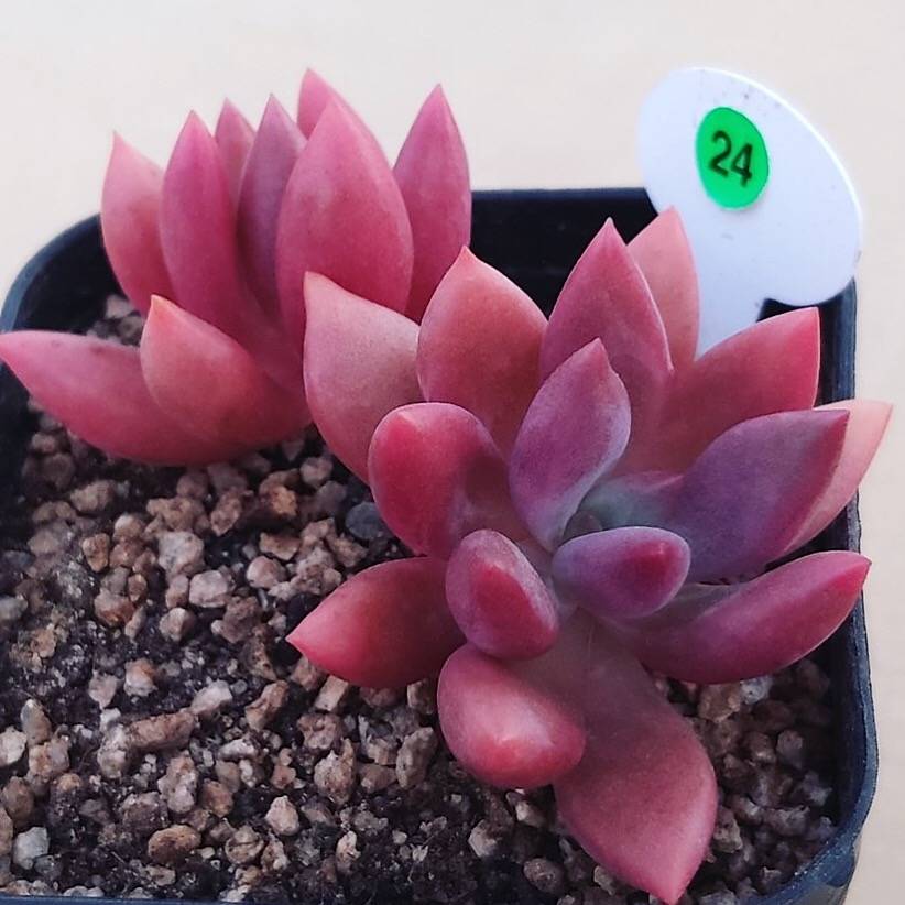 (RESERVED) Echeveria Sp., Double