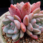 PRESALE Echeveria Ariel, Cluster, (Not so Random)