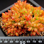 PRESALE Echeveria Memory Cristata, (Random)