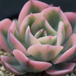 PRESALE Echeveria Secunda, Variegata, (Random)