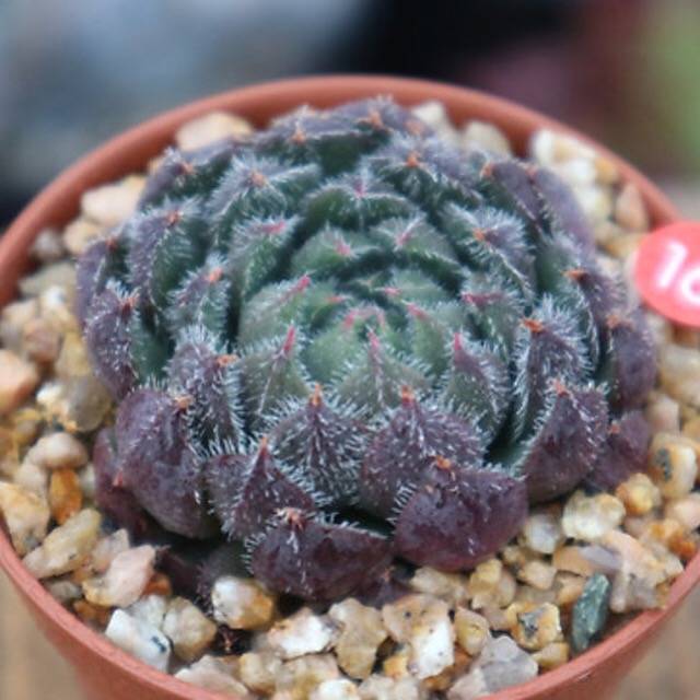 PRESALE Echeveria Scorpio, (Random)