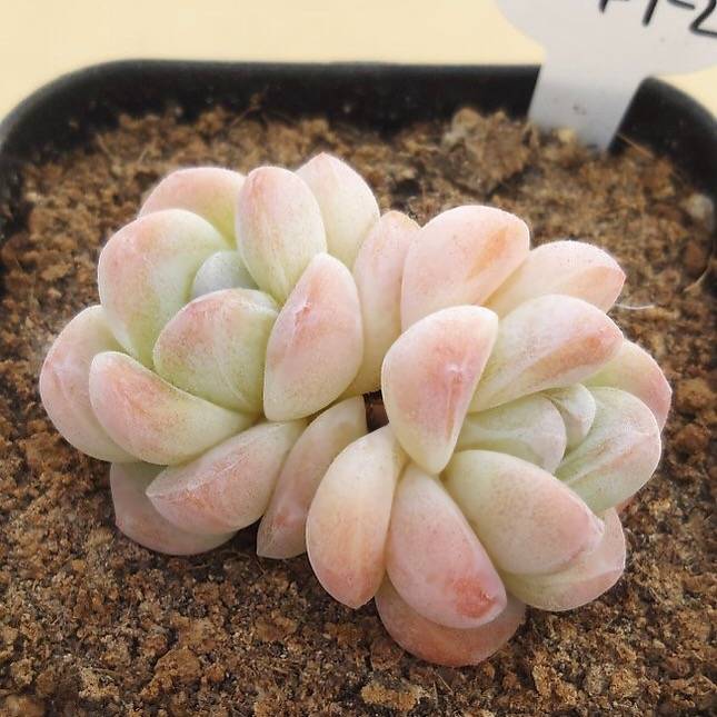 PRESALE Echeveria Ice Green, Doubles, (Random)