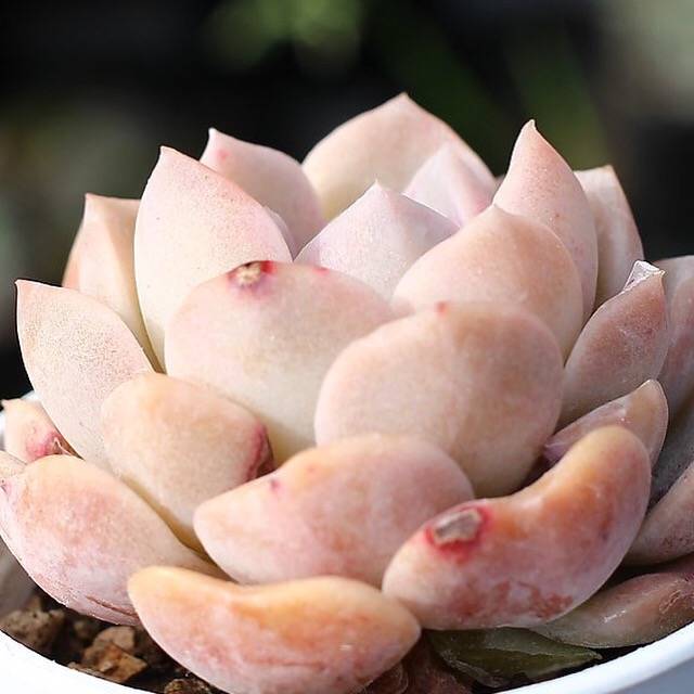 PRESALE Echeveria Love