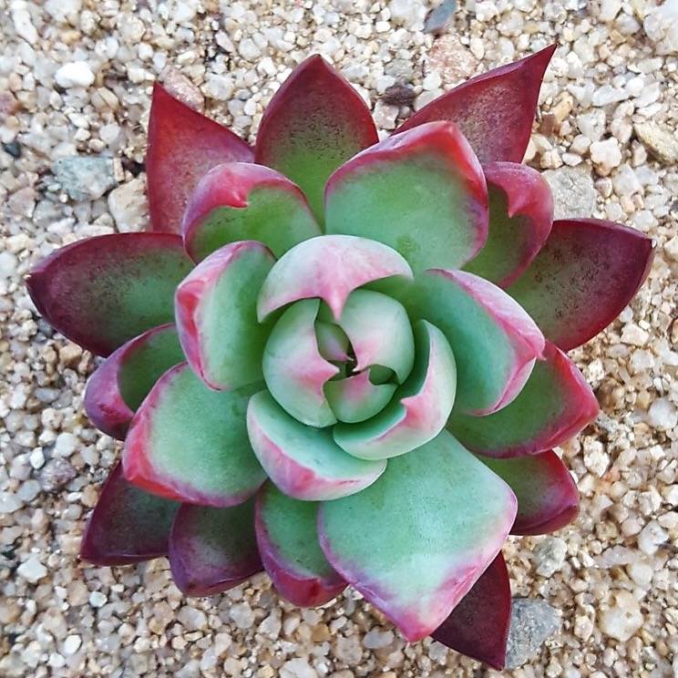 Echeveria Agavoides Casio, (Not so Random) – Cedar Creek Farmhouse