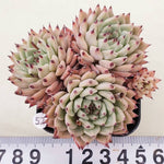 PRESALE Echeveria Zaragosa, Cluster, (Random)