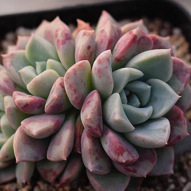 Echeveria Pink Spots, Triple, (NEW!)