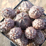 PRESALE Euphorbia Obesa, Cluster, (Random)