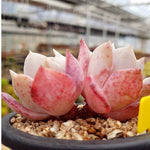 PRESALE Echeveria Grouse, Double, (Random)