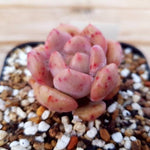 PRESALE Echeveria Ariel, (Random)