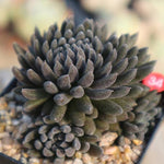 PRESALE Sinocrassula Yunnanensis, (Random)