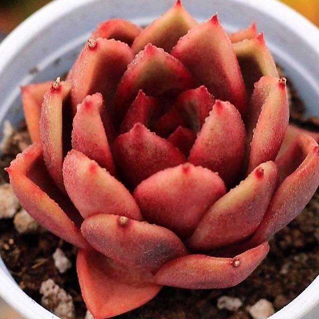 PRESALE Echeveria Longissima Hybrid