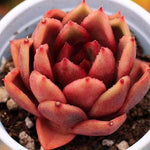 PRESALE Echeveria Longissima Hybrid