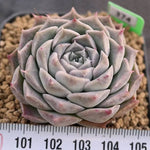 BLACK FRIDAY SNEAK, Echeveria Helena, (Random)