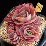 PRESALE Echeveria Suyon Cluster, (Random)