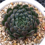 PRESALE Echeveria Scorpio, (Random)