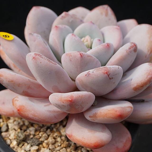 PRESALE Echeveria Peach Berry, (Random)