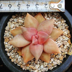 PRESALE Echeveria Xichuaensis, (Random)