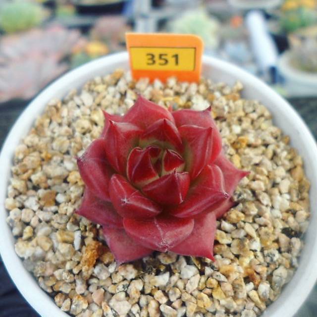 Echeveria Magic Crown Pups, (Random)