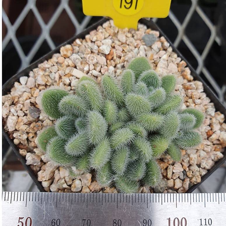 PRESALE Sedum Hintonii, (Random)