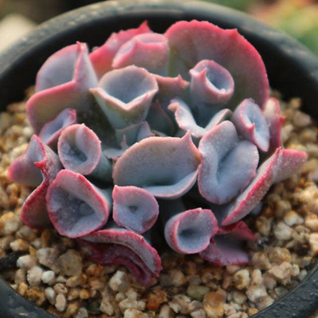 PRESALE Echeveria Trumpet Pinky, (Random)